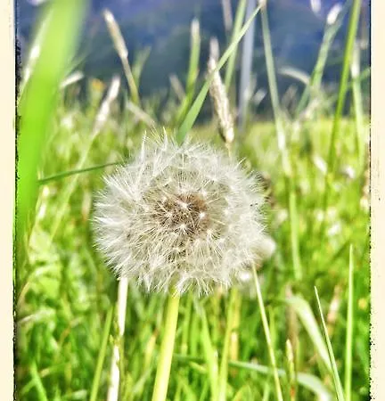 Bonderosa